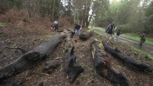 A research team from Dominican University scours recently burned land in Bear Valley in west Marin County for salamanders and newts as part of a study of the populations.