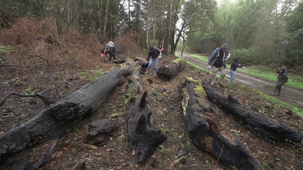 A research team from Dominican University scours recently burned land in Bear Valley in west Marin County for salamanders and newts as part of a study of the populations.