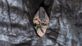 California Wildfires Resilient Redwoods