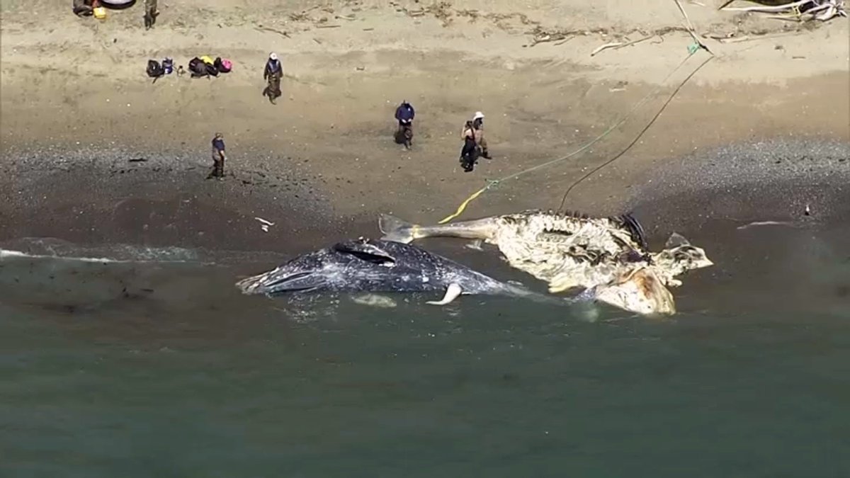 Third dead whale in a week washes up on Oregon coast - The San Diego  Union-Tribune