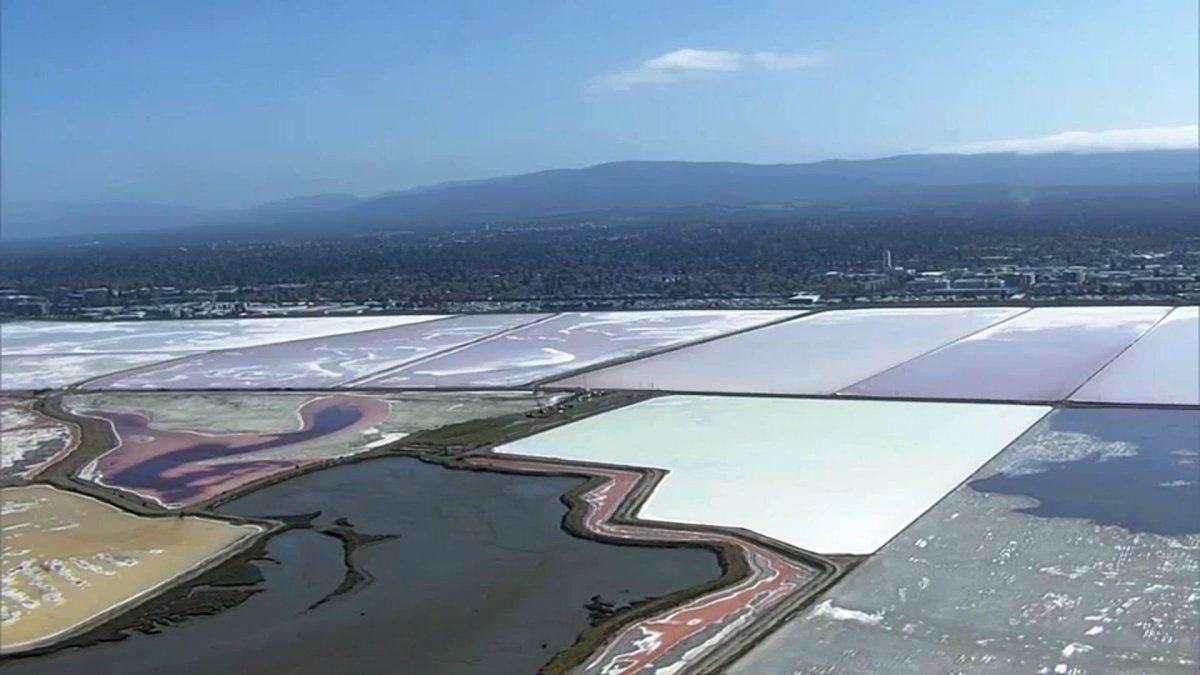 Redwood City Salt Ponds Likely Safe From Development at Least for Now