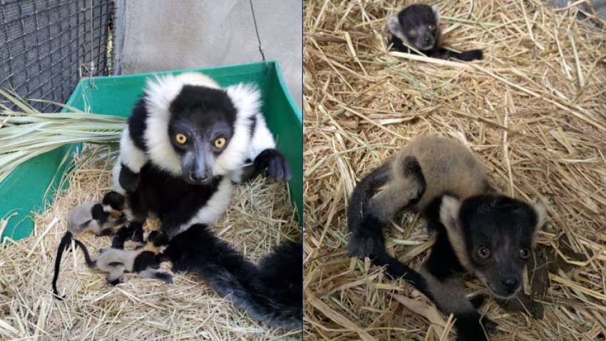 Happy Hollow’s newest lemurs with Mom on April 16 (left) and on April 26 in their private den. (April 28, 2021)