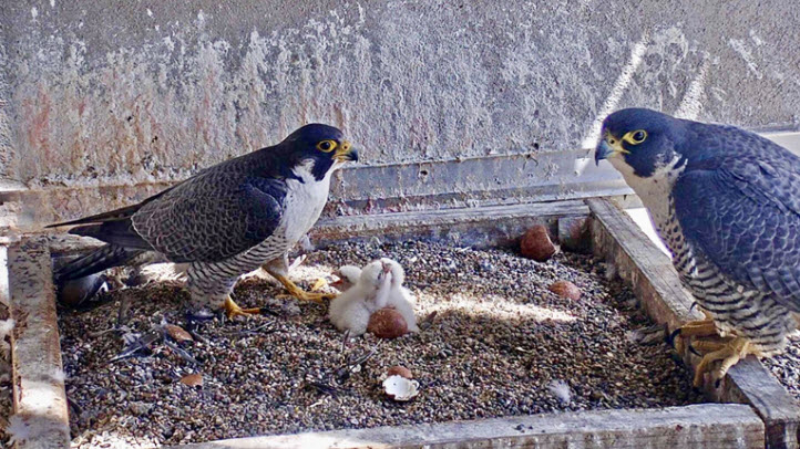 Peregrine Falcon Chicks Hatch Atop PG E Headquarters in SF NBC