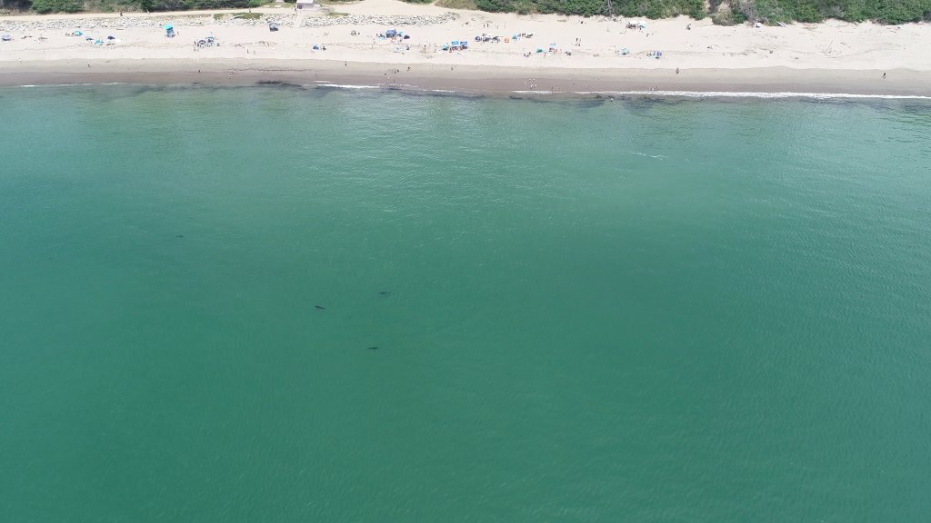 White Shark Influx In Monterey Bay Linked To Climate Change Nbc Bay Area