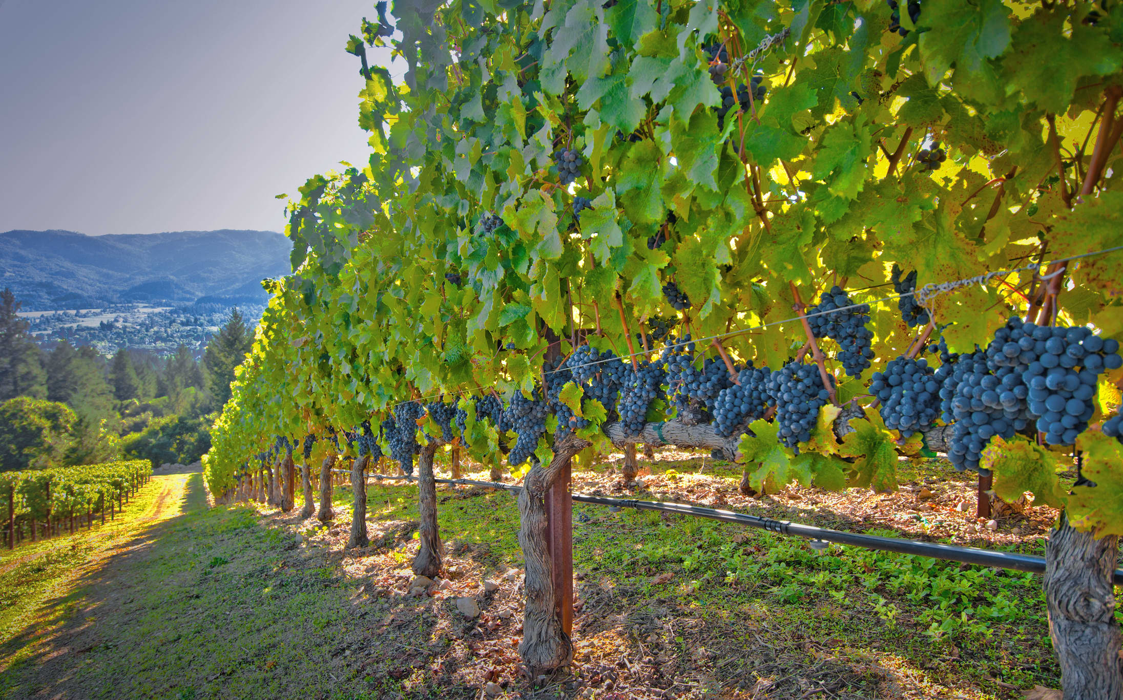 nbcbayarea.com - Bigad Shaban - Napa wineries serve up new experiences to offset sobering downturn