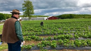 Kurt Alstede surveys his crops at Alstede Farms in Chester, New Jersey.