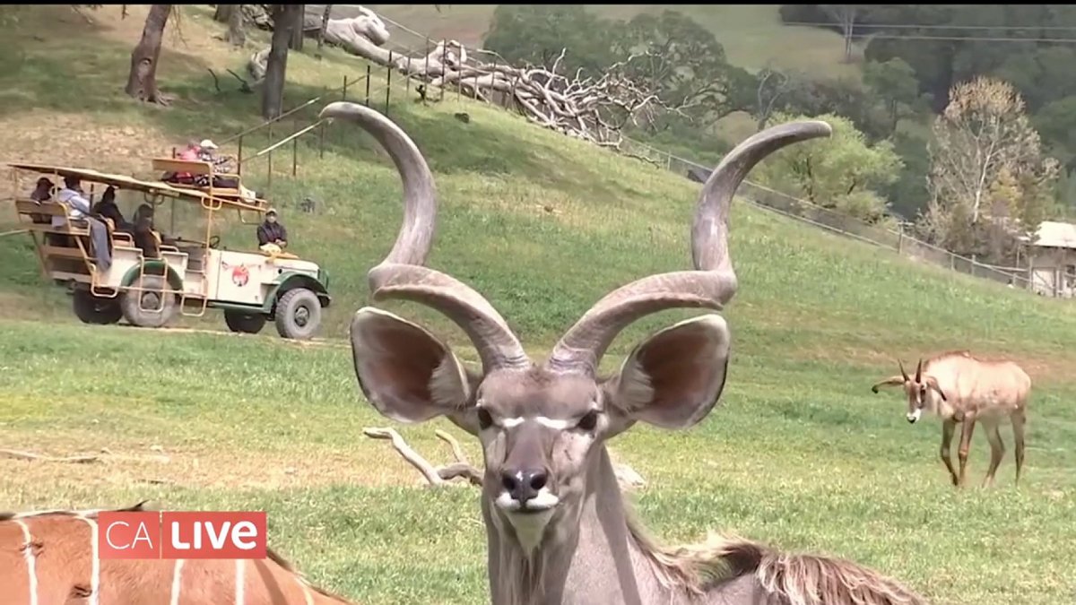 Transport Yourself to Africa at Safari West – NBC Bay Area