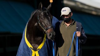 Kentucky Derby winner Medina Spirit is walked to be groomed after a morning exercise at Pimlico Race Course ahead of the Preakness Stakes horse race, Tuesday, May 11, 2021, in Baltimore.