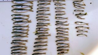 Western Drought Klamath Basin