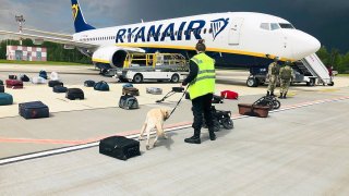 Security use a sniffer dog to check the luggage of passengers on the Ryanair plane