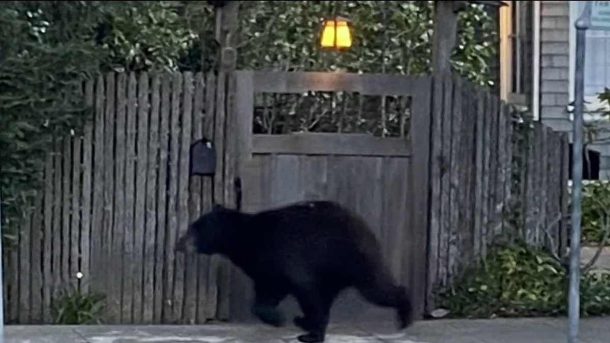 Bear in Tree Retreats, Walks Back to Open Space Wilderness in San