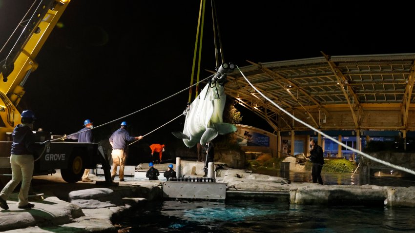 A beluga whale is moved into a receiving pool after arriving at Mystic Aquarium, Saturday, May 15, 2021 in Mystic, Conn. The whale was among five imported to Mystic Aquarium from Canada for research on the endangered mammals. (Jason DeCrow/AP Images for Mystic Aquarium)