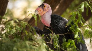 A photo of the California Condor crouched in trees