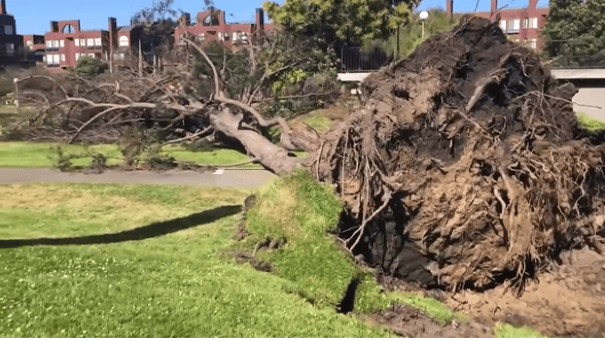High Winds Topple Trees, One Person Injured in San Francisco – NBC Bay Area