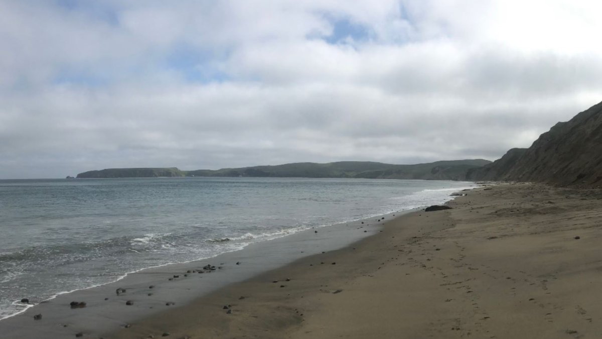 More Seals May Visit Drakes Beach As Wetlands Restoration Keeps