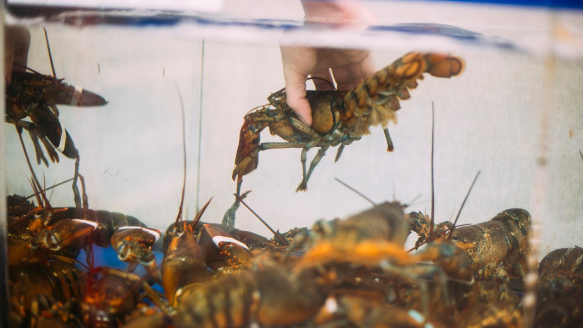 Lobsters Hung Out In A Thc Hotbox For Science Nbc Bay Area