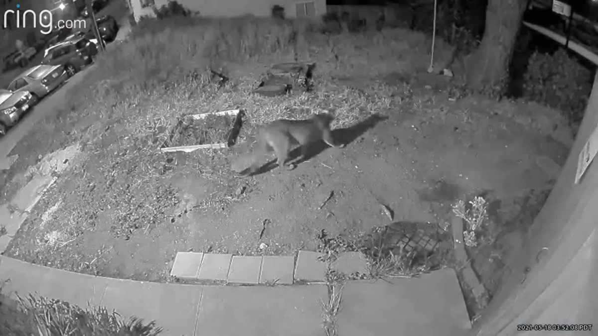 Mountain Lion Noticed in San Francisco’s Bernal Heights Neighborhood – NBC Bay Space Mountain Lion Noticed in San Francisco’s Bernal Heights Neighborhood – NBC Bay Space