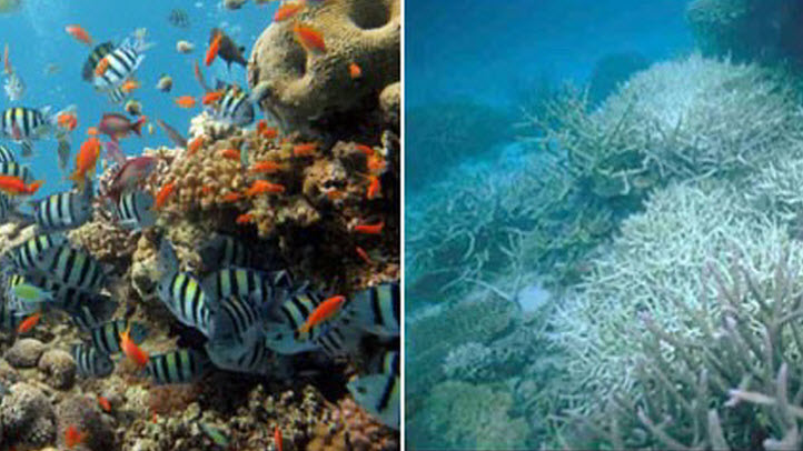 Climate Focus: Bleaching Could Stem Growth of Coral Reefs – NBC Bay Area