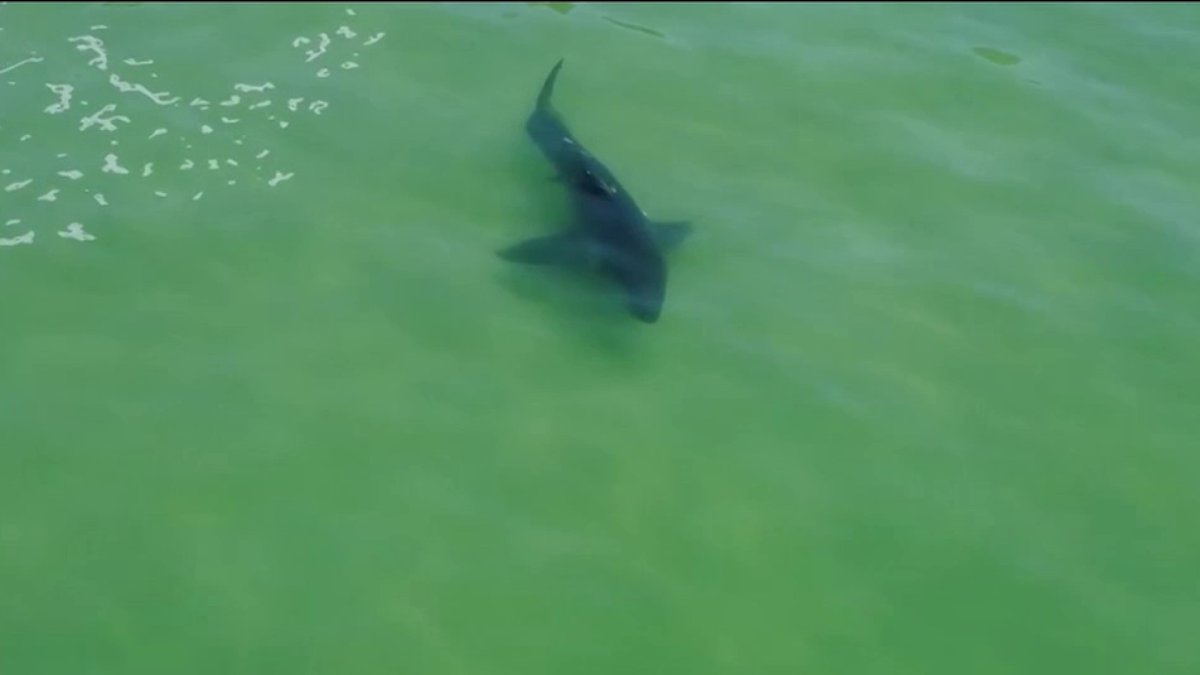 Video Shows Shark Swimming in Same Area as Recent Surfer Attack NBC