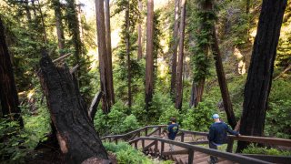 In this photo provided by the Save the Redwoods League, is the Pfeiffer Falls Trail in California's Pfeiffer Big Sur State Park on June 1, 2021.