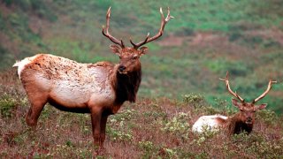 This Oct. 27, 1999 file photo shows a pair of male tule elk on Tomales Point in Point Reyes National Seashore, Calif.