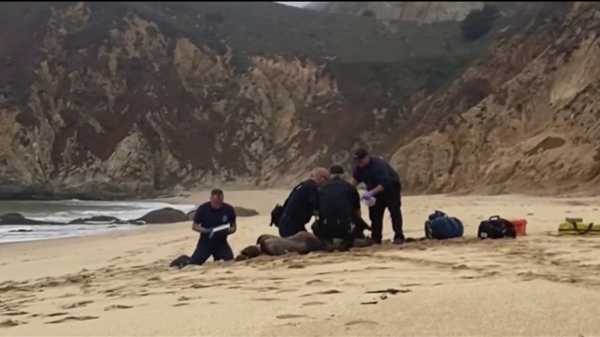 Good Samaritan Thomas Masotta told NBC Bay Area’s Sergio Quintana that he was fishing and was the only one there when the surfer limped across the beach calling for help.