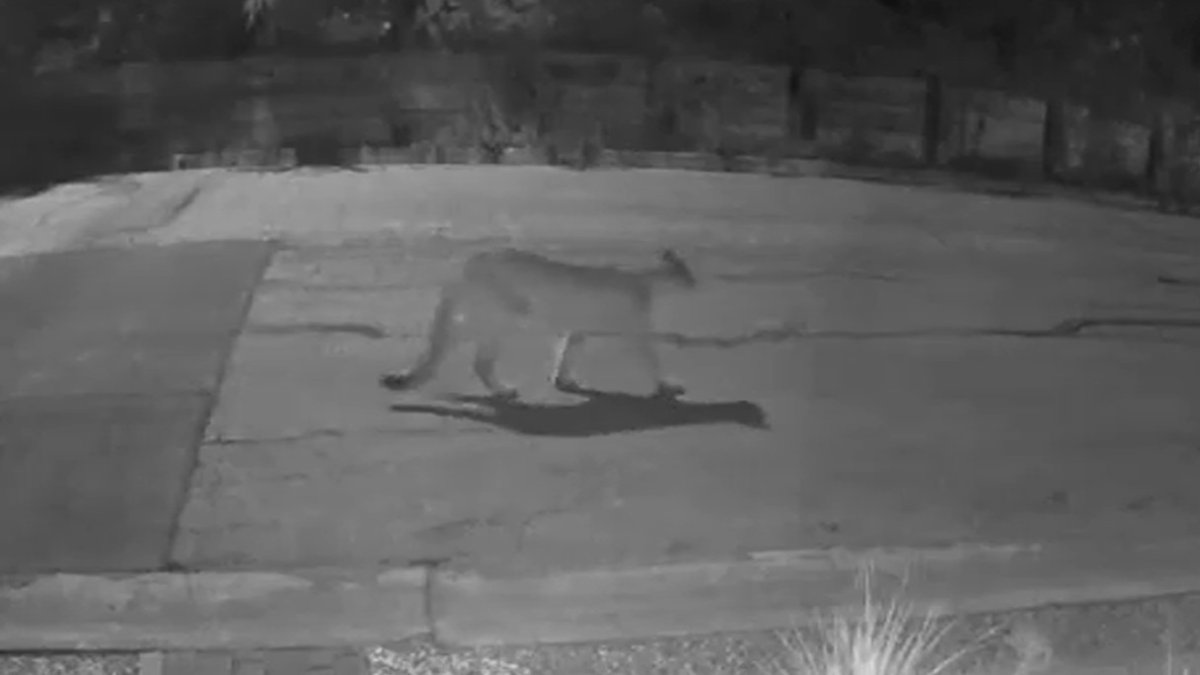 Halfmoon alerts residents of mountain lion sightings on social media