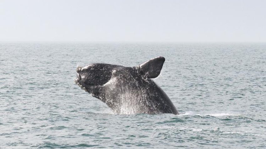 A right whale breaches