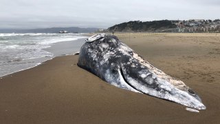 Adult female gray whale that washed ashore on Sunday, June 20, at Ocean Beach in San Francisco.