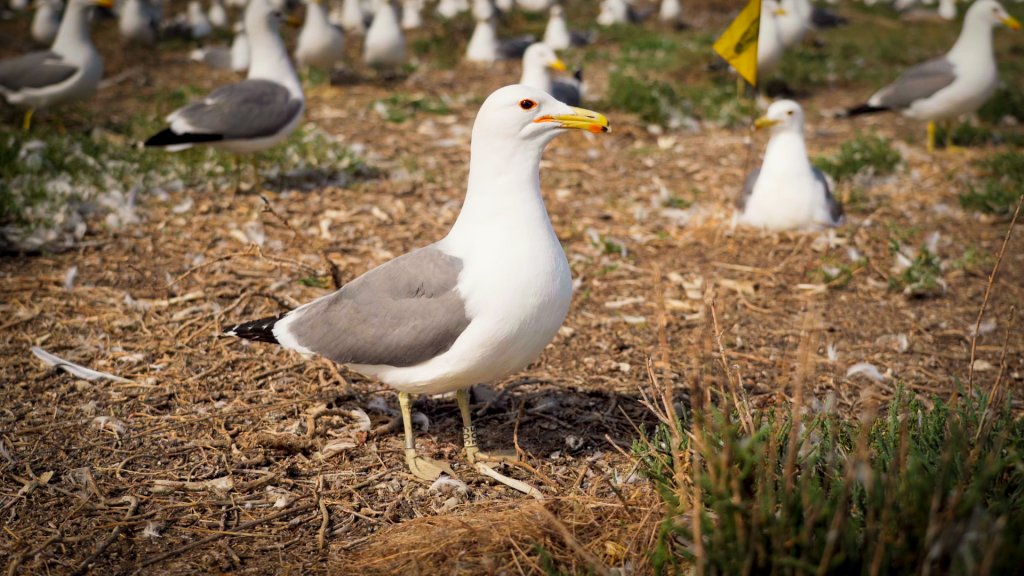 a mature seagull with a band around its ankle