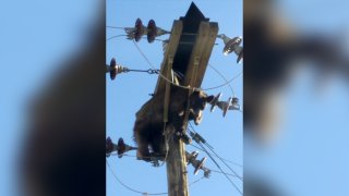 This photo provided by Werner Neubauer shows a bear tangled in power pole wires in Willcox, Arizona, on June 7, 2021.