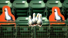 plastic cutouts of cartoon seagulls line the upper deck of a stadium