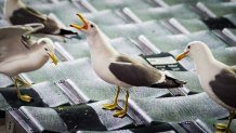 a gull squawks with its head in the air