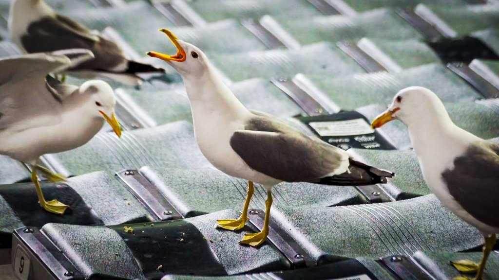 Lay Off I'm Starving - Seagull - French Fries- Gulls - Junk Food