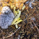 a spotted gull chick sits on the ground next to a small pile of French fries