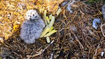 a spotted gull chick sits on the ground next to a small pile of French fries