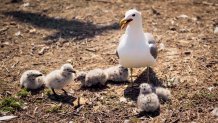 a mature California gull stands among several newly-hatched chicks