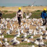 three people in hard hats walk through a field of white birds