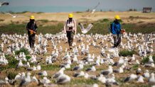 three people in hard hats walk through a field of white birds