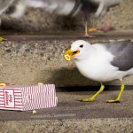 a gull on concrete steps eats spilled popcorn