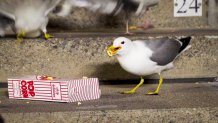 a gull on concrete steps eats spilled popcorn