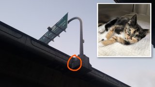 A kitten was rescued from an overpass near San Francisco International Airport.