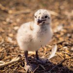 a fuzzy, spotted seagull chick