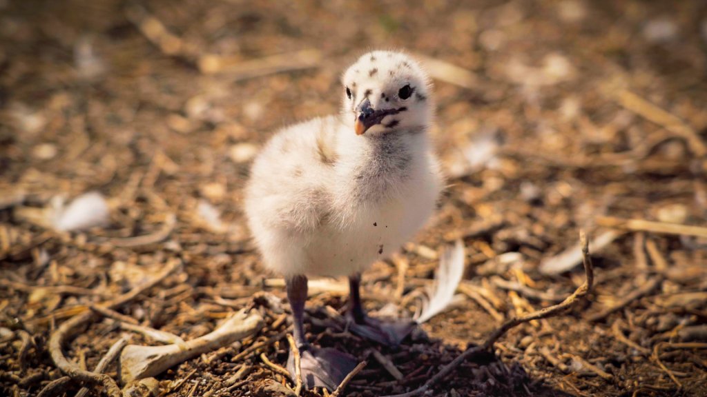 a fuzzy, spotted seagull chick