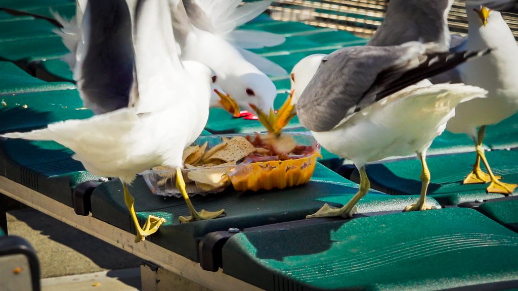 birds pecking at nachos