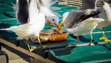 birds pecking at nachos