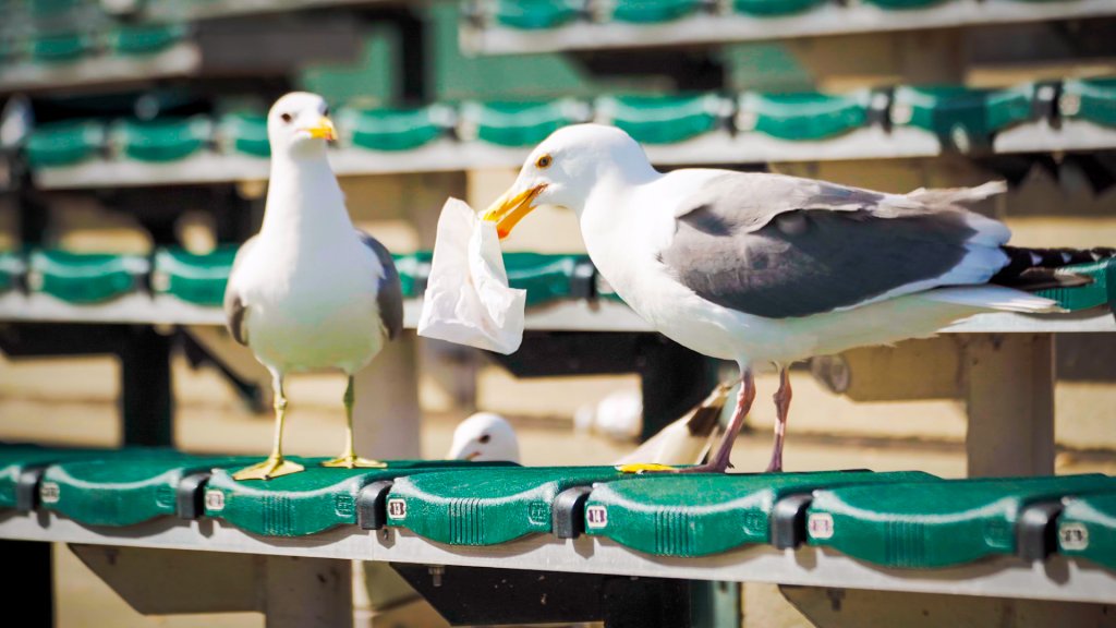 two gulls stand next to each other on a green stadium bench. one holds a paper bag in its beak.