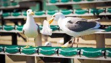 two gulls stand next to each other on a green stadium bench. one holds a paper bag in its beak.