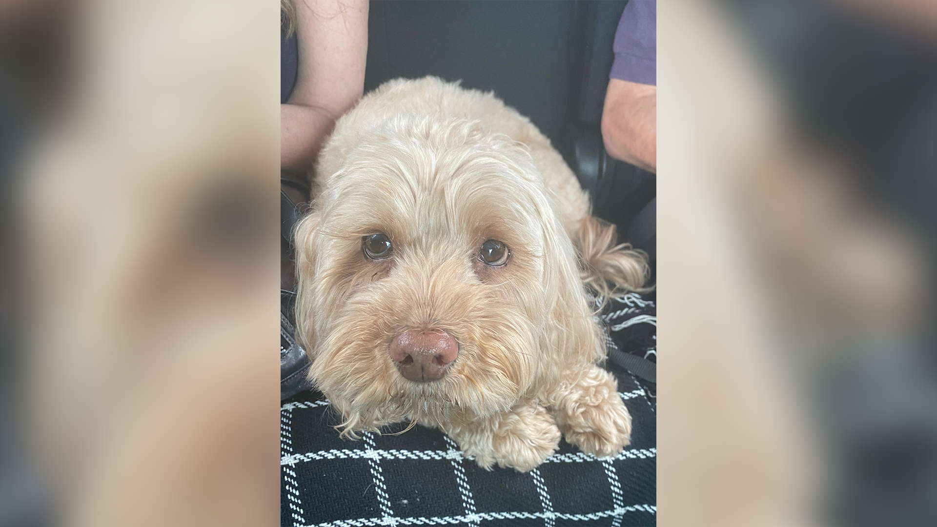 Family Looks for Missing Dog After Pacific Palisades House Fire – NBC Bay Area - Vimarsana News
