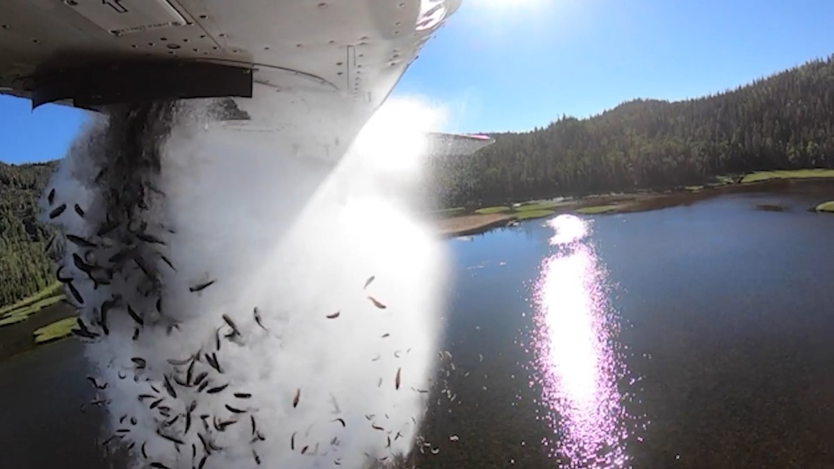 ‘Aerial Stocking’ Viral Video Shows Clouds of Fish Falling From Plane